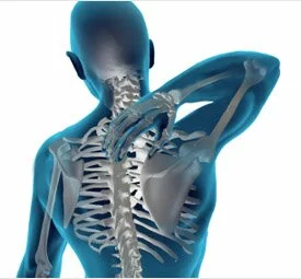 musculoskeletal structure img